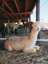 View of an animal in pen