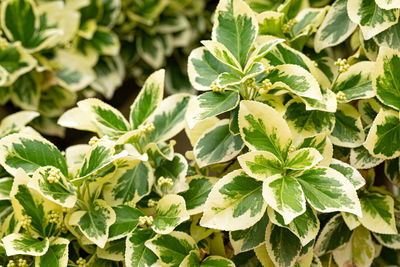 Detail of euonymus japonicus variety sunny delight a very cold hardy shrub with variegated leaves