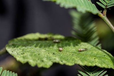 Close-up of raindrops on leaves