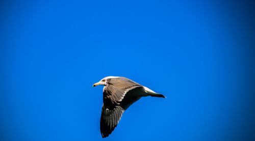 Low angle view of bird flying against blue sky