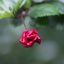 Close-up of rose bud