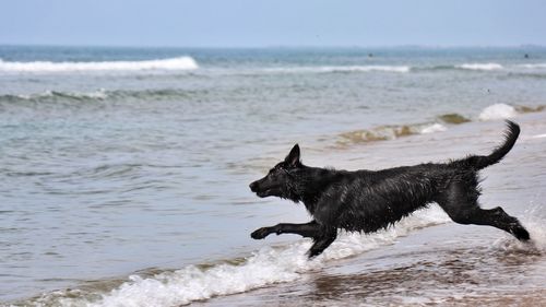 Black dog running on beach