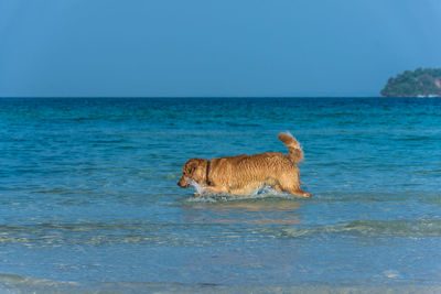 Dog in sea against clear blue sky