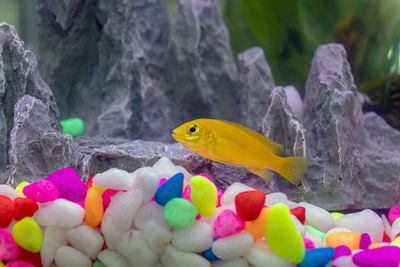 Close-up of multi colored fish in water