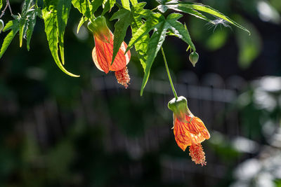 Close-up of bird perching on plant