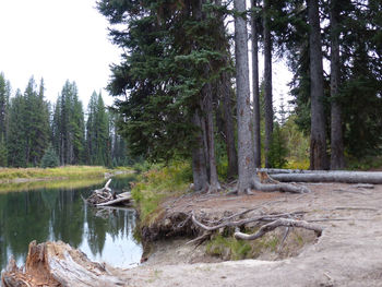 Scenic view of lake against trees in forest