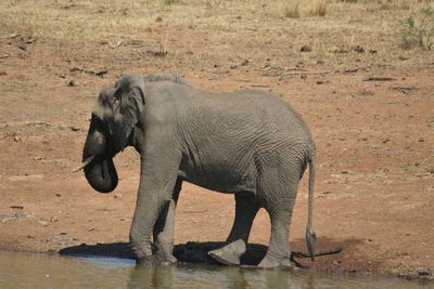 View of elephant drinking water