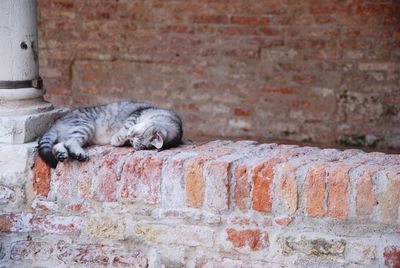 Cat relaxing outdoors