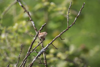 Bird perching on a tree