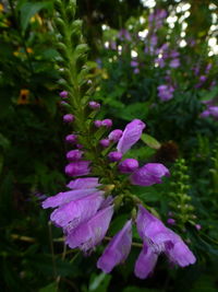 Close-up of pink flowering plant