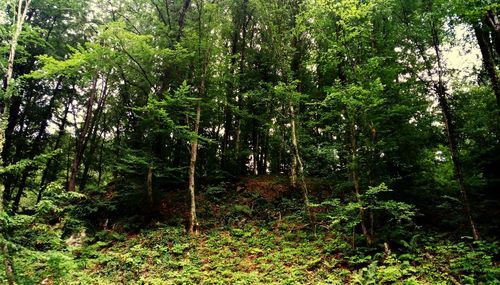 View of trees in forest