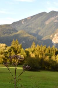 Scenic view of flowering plants on land against sky