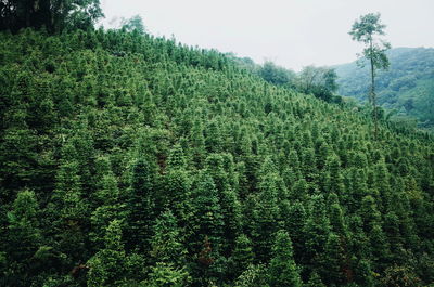 View of pine trees in forest