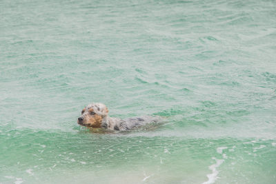 Portrait of dog swimming in sea