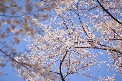 Low angle view of cherry blossom tree against sky