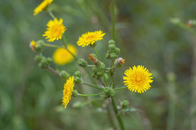 Close-up of yellow flowering plant