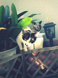 High angle view of cat on potted plant