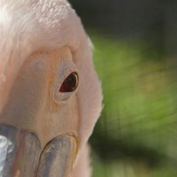 Close-up of cropped eye