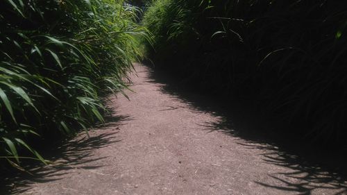 Plants growing on plant