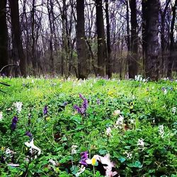 Purple flowers blooming on tree
