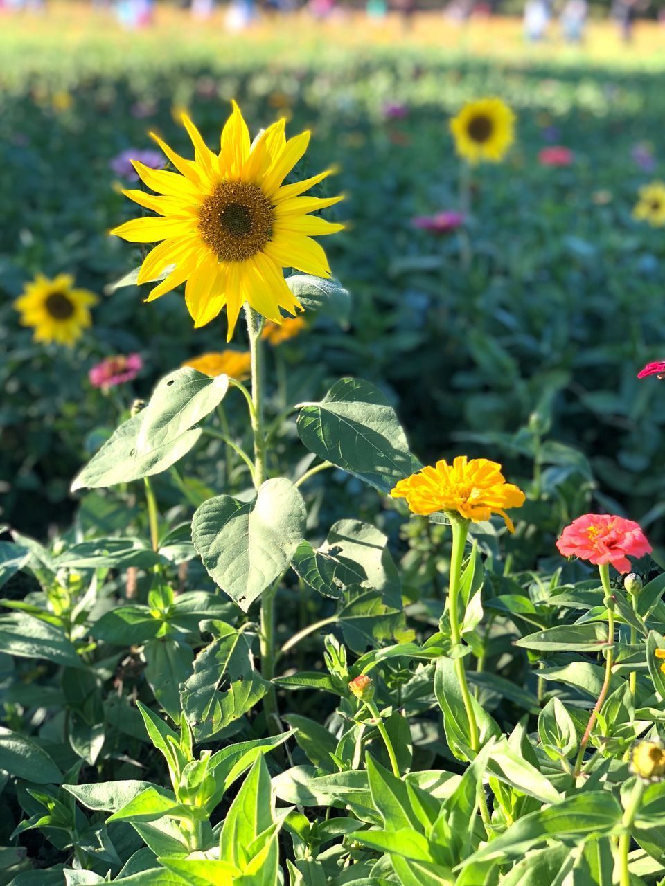 CLOSE-UP OF YELLOW FLOWERING PLANT