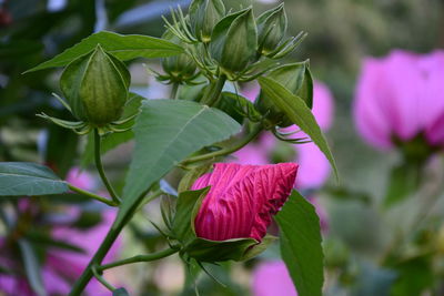 Close-up of pink flowering plant