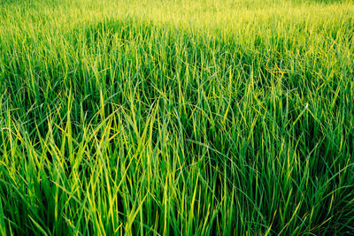 Full frame shot of crops growing on field