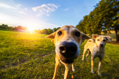 Portrait of dog on field