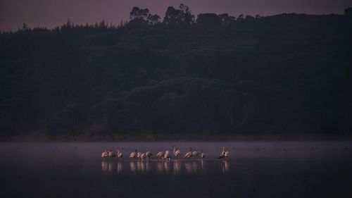 View of birds in the water