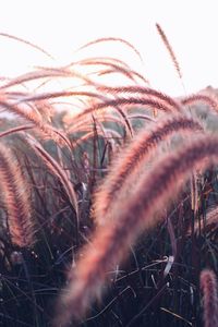 Close-up of stalks in field