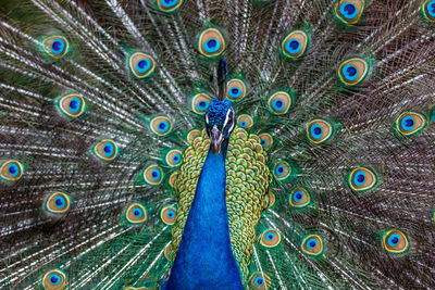 Close-up of peacock