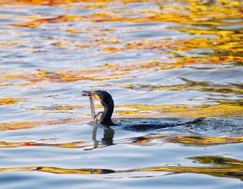 High angle view of duck swimming in lake