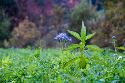 Close-up of purple flowering plant on field