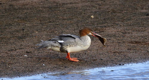 Close-up of duck in water