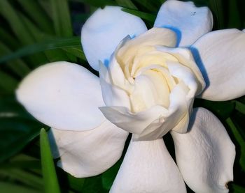 Close-up of white flowers