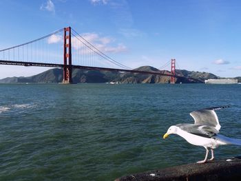 Ready to fly - golden gate bridge