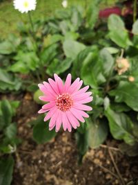 Close-up of flower blooming outdoors