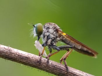 Close-up of insect perching on branch