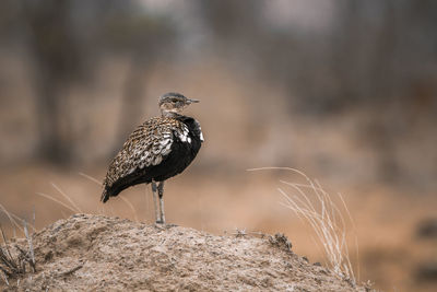 Close-up of bird perching on rock