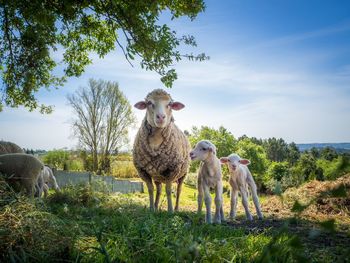 Sheep grazing on field