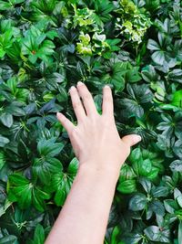 Midsection of person touching plants