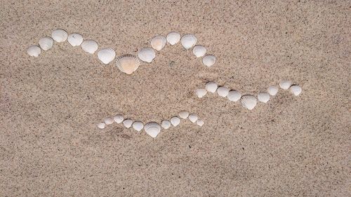 High angle view of shells on beach