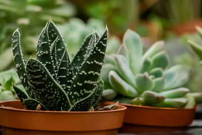 Beautiful succulents in pots. blooming cactus close-up. selective focus