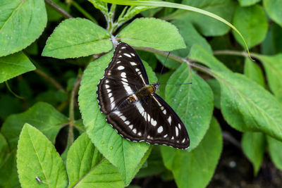 Close-up of butterfly on leaf