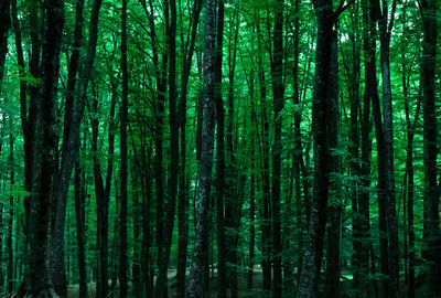 Pine trees in forest