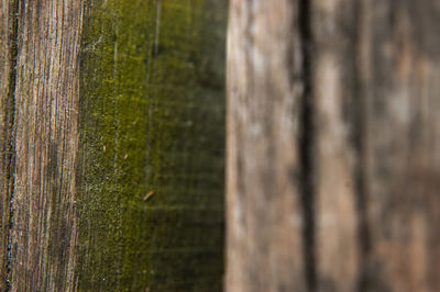 Close-up of lizard on tree trunk