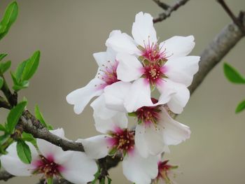 Close-up of white cherry blossom tree