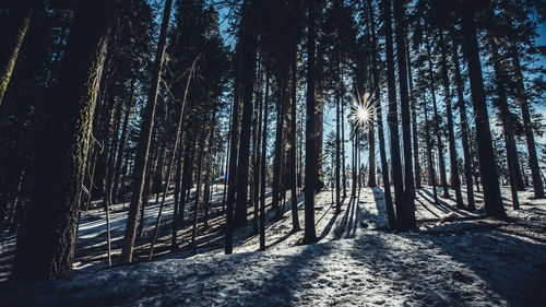 Trees against sky