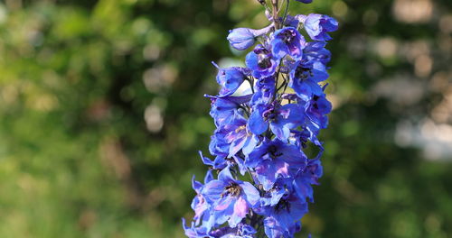 Close-up of purple flowering plant