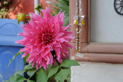 Close-up of pink flower pot